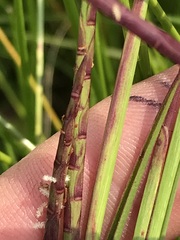 Hemarthria altissima