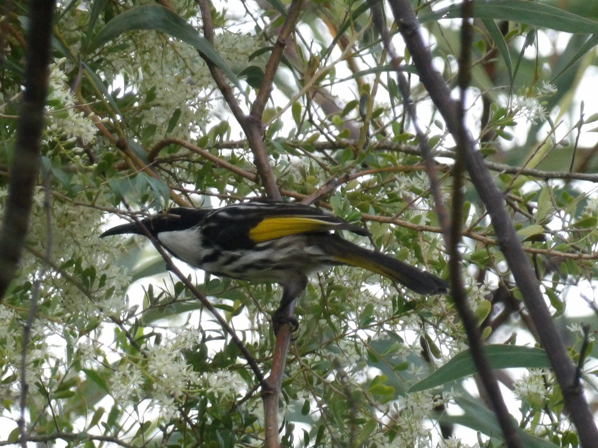 White-cheeked Honeyeater (Phylidonyris niger), photo 7