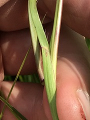 Hemarthria altissima