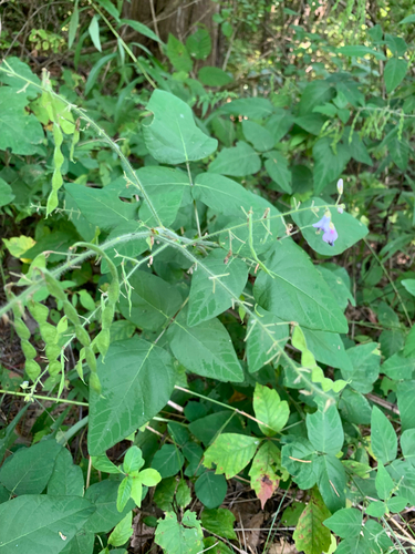 hoary tick-trefoil (Desmodium canescens)