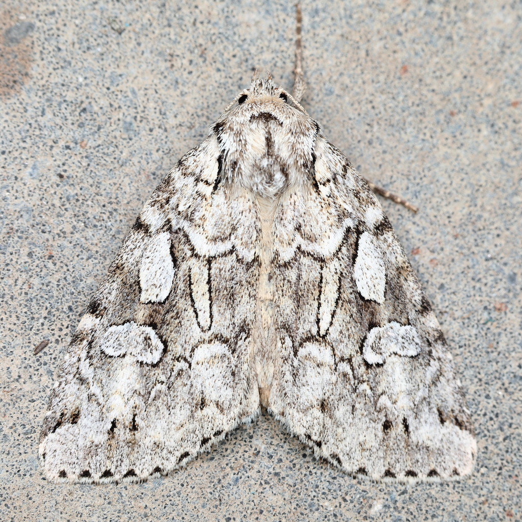 Xestia fennica