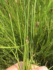 Eleocharis dregeana