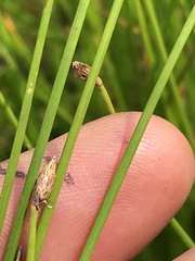 Eleocharis dregeana