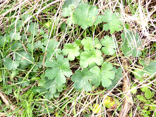 Geranium traversii observed 2026-02-05