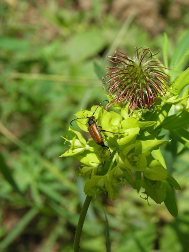 Dėmėtaūsis žieduolis