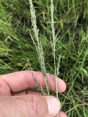 Eragrostis plana