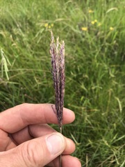 Andropogon appendiculatus