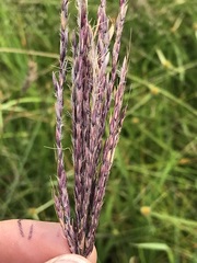 Andropogon appendiculatus