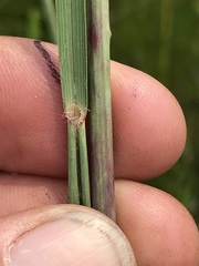 Andropogon appendiculatus