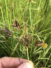 Cyperus rigidifolius