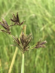 Cyperus rigidifolius