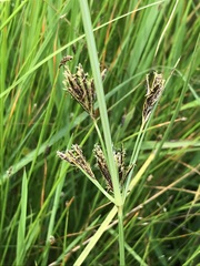 Cyperus rigidifolius