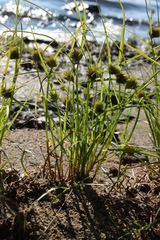 Carex bohemica