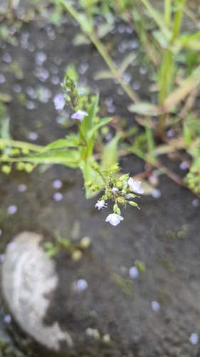 blue water-speedwell