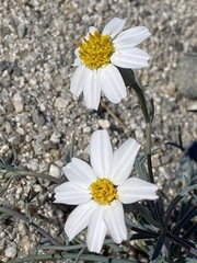 Nicolletia trifida