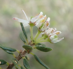 Agathosma planifolia