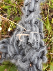 Thaumetopoea herculeana