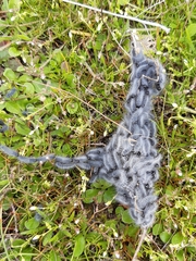 Thaumetopoea herculeana