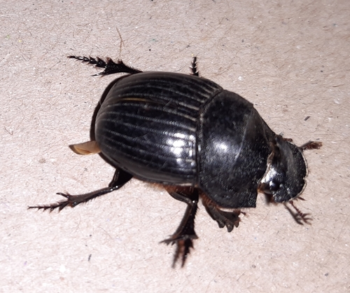 Spanish Dung Beetle