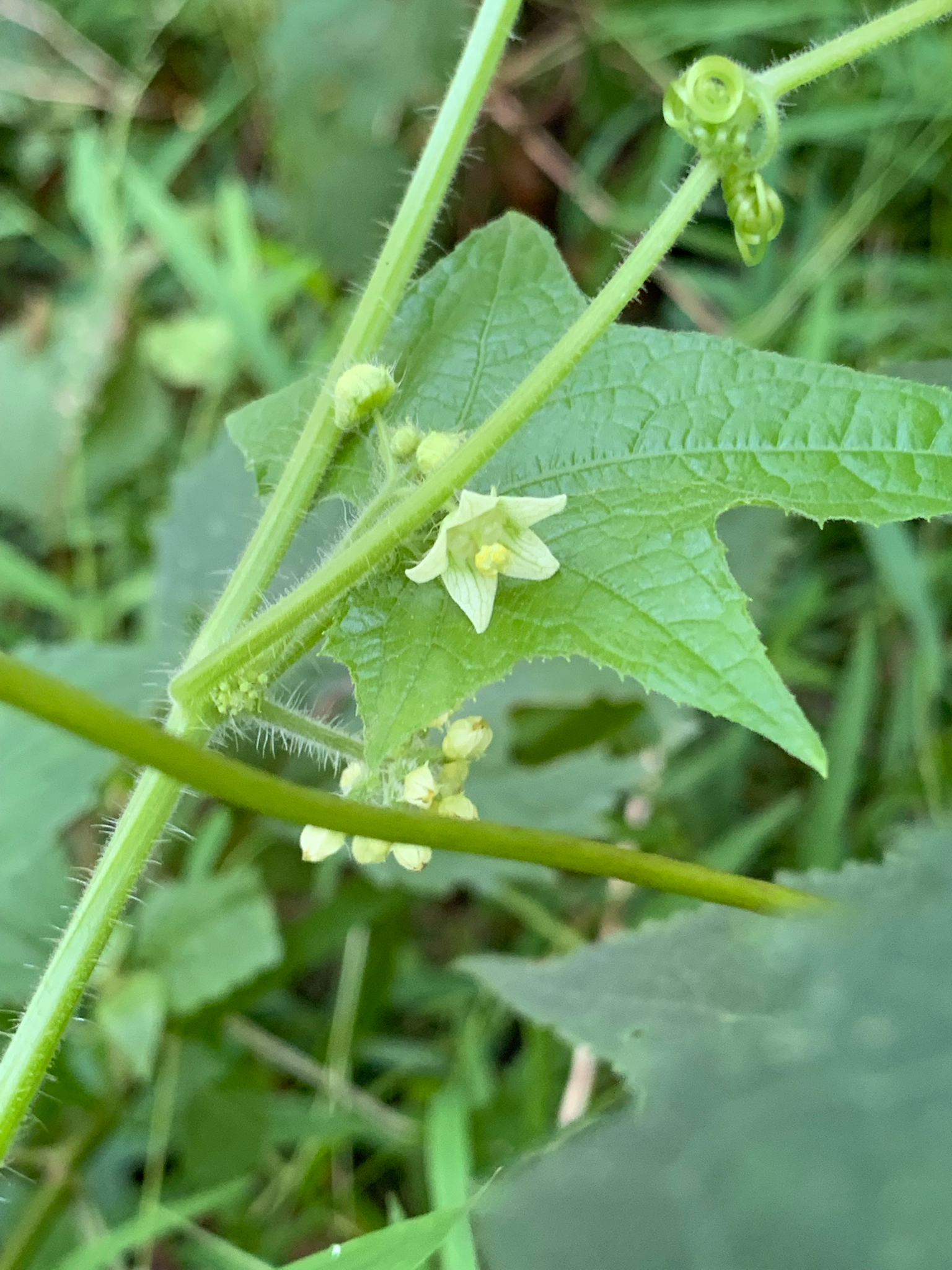 Oneseed Bur Cucumber (Sicyos angulatus)