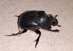 Copris hispanus
