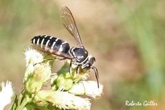 Bicyrtes discisus
