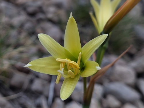 Zephyranthes gilliesiana, photograph 6