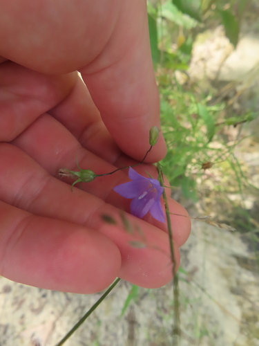 intermediate bellflower (Campanula intercedens)