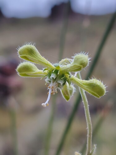 Blumenbachia dissecta (Blumenbachia dissecta)