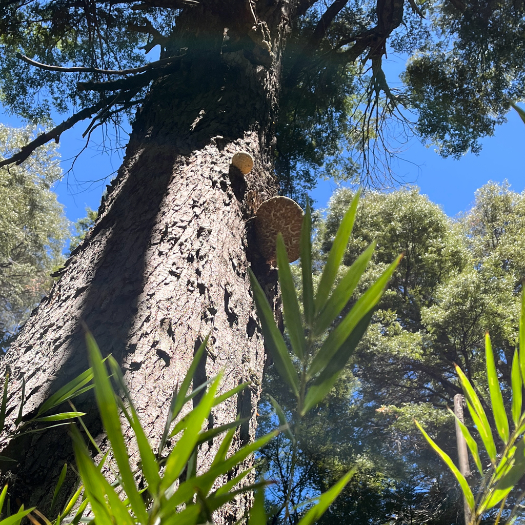 Laetiporus portentosus · February 2026 · photo: © cristianriquelme (iNaturalist, cc-by)