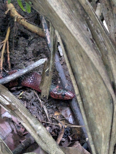 South American Milksnake