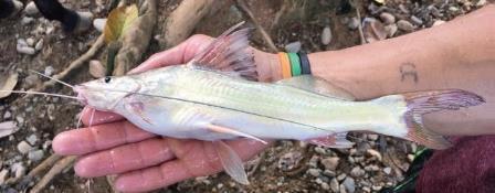 Capaz catfish (Pimelodus grosskopfii) — Pimelodidae — 4