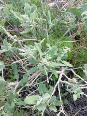 Salvia dominica