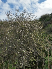 Prunus korshinskyi