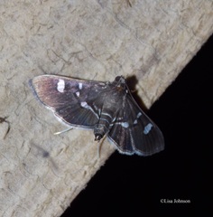 Desmia ploralis