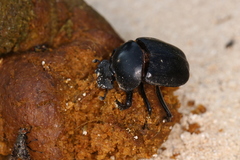 Scarabaeus pius