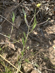 Osteospermum ciliatum