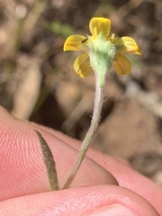 Osteospermum ciliatum