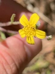 Osteospermum ciliatum