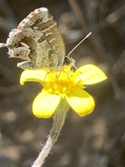 Osteospermum ciliatum