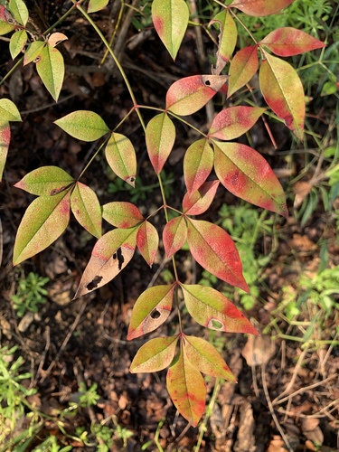 Nandina domestica