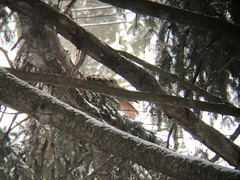 Buteo jamaicensis