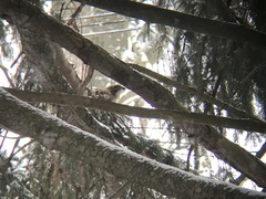 Buteo jamaicensis