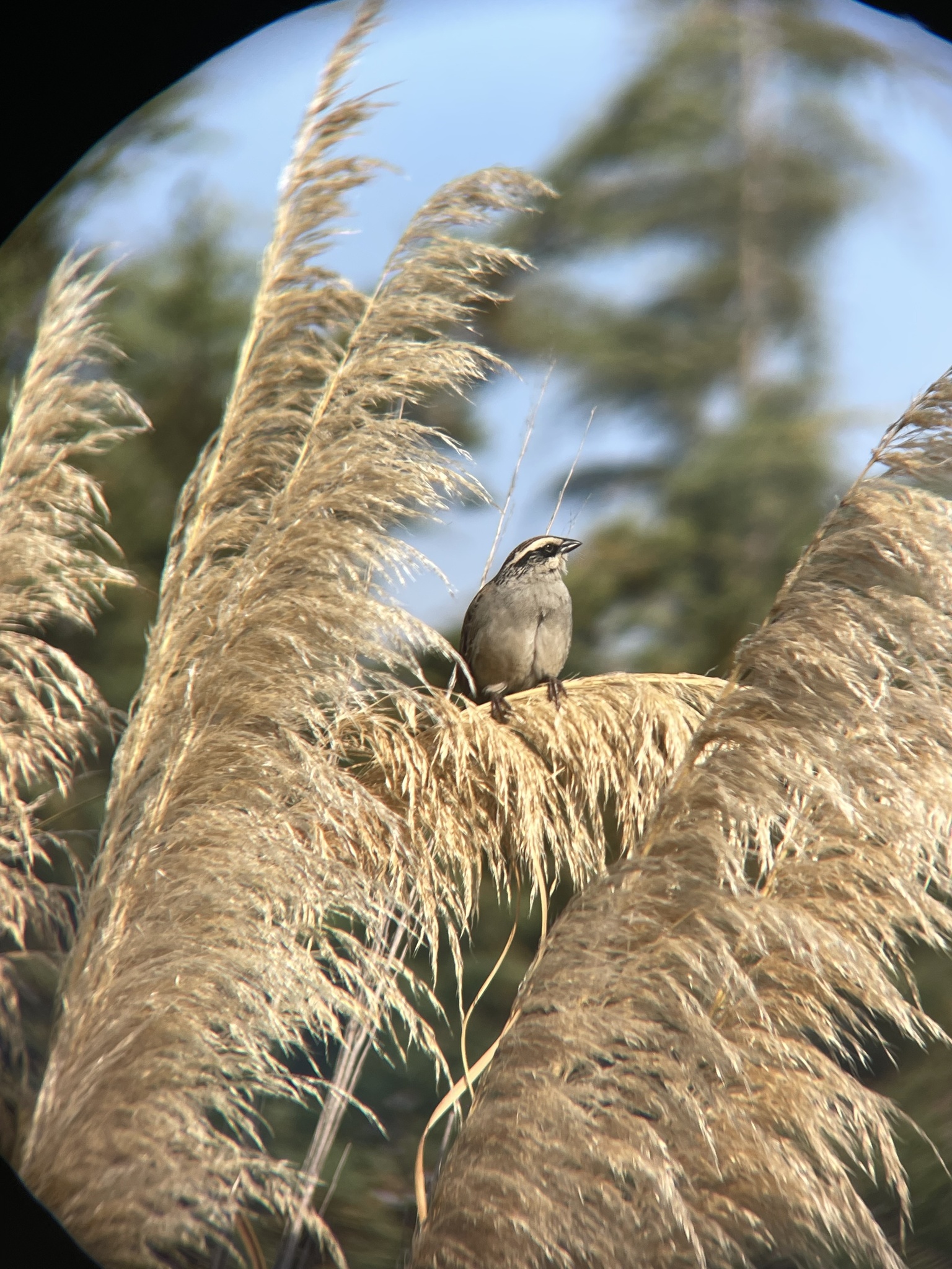 Striped Sparrow (Oriturus superciliosus), photo 1