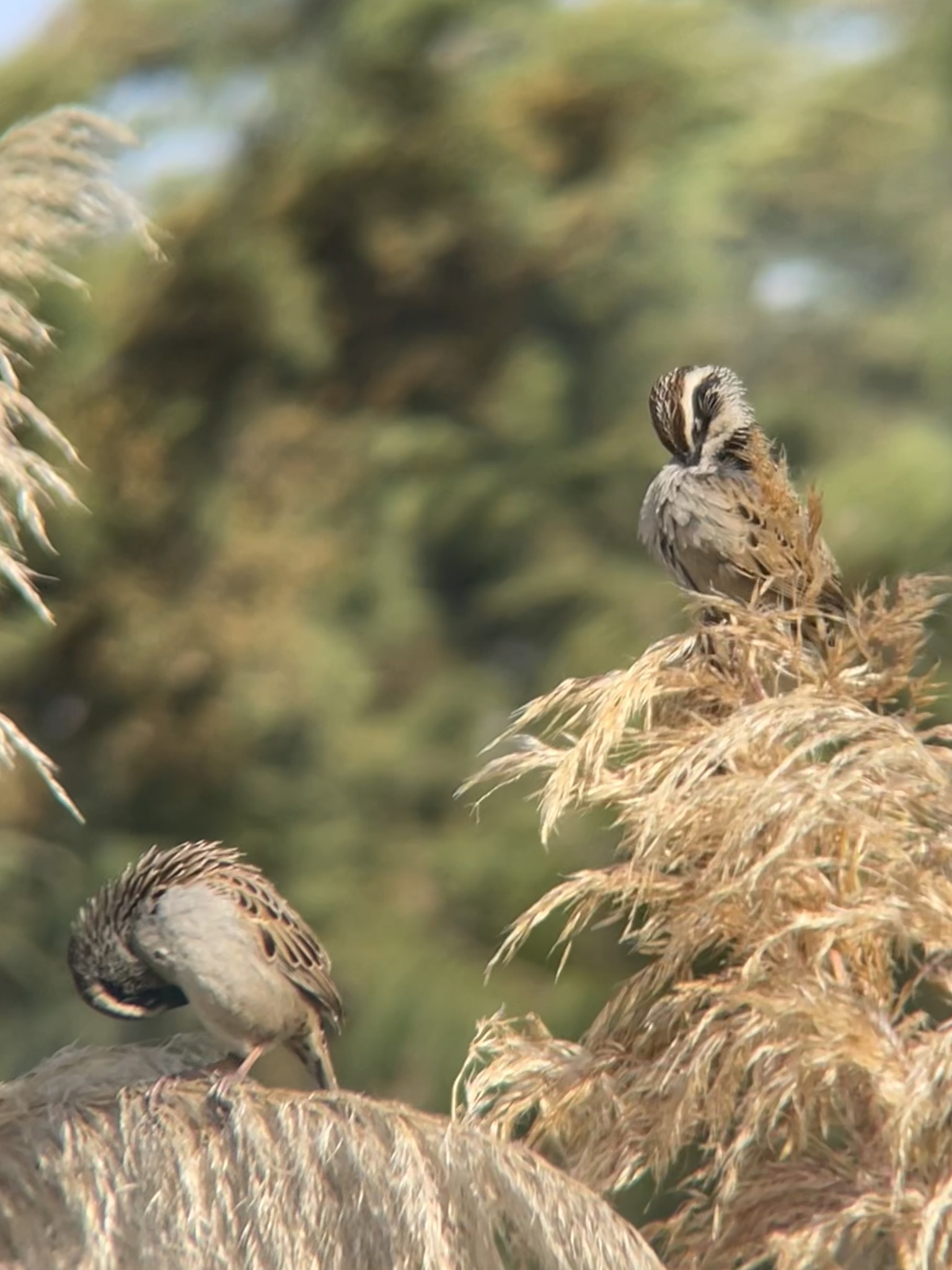 Striped Sparrow (Oriturus superciliosus), photo 2