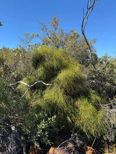 shaggy dog dryandra (Banksia foliosissima)