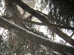 Buteo jamaicensis