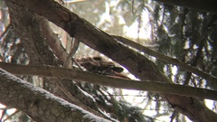 Buteo jamaicensis