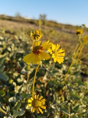 Encelia farinosa