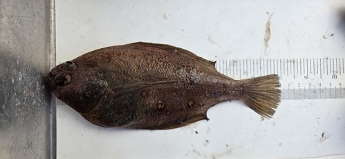 Longfin sanddab (Citharichthys xanthostigma) — Paralichthyidae — 2